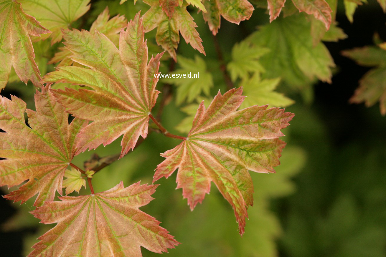 Acer circinatum 'Sunglow'