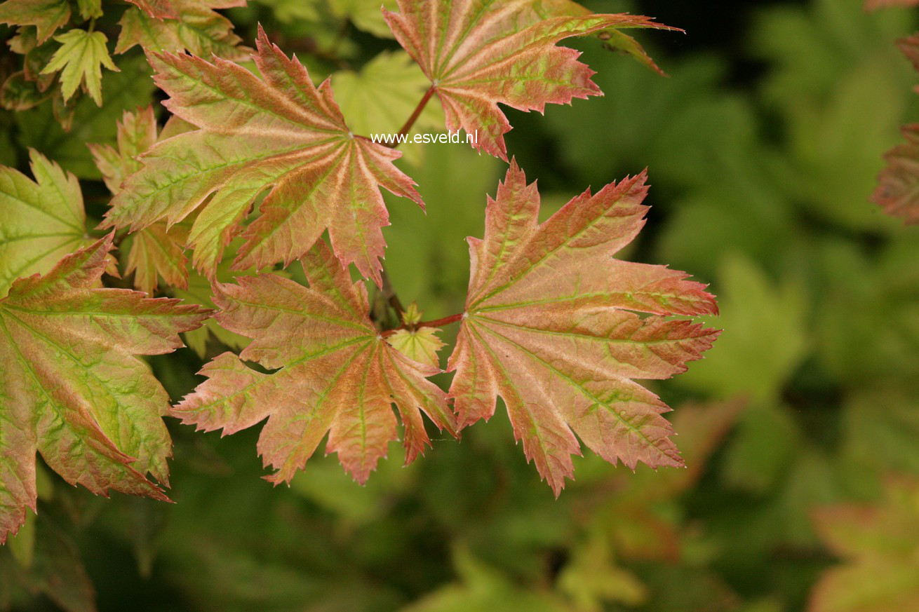 Acer circinatum 'Sunglow'