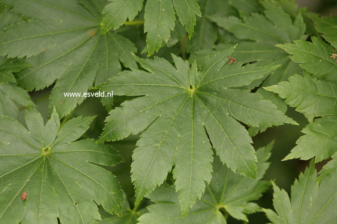 Acer pseudosieboldianum