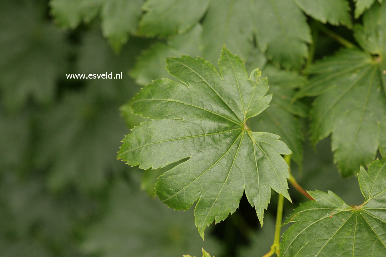 Acer pseudosieboldianum