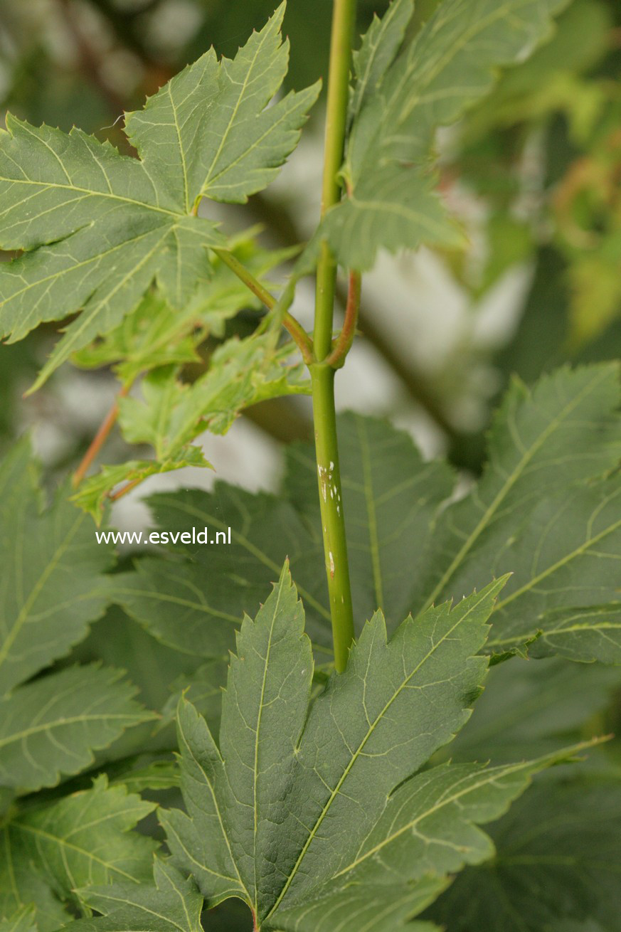 Acer pseudosieboldianum