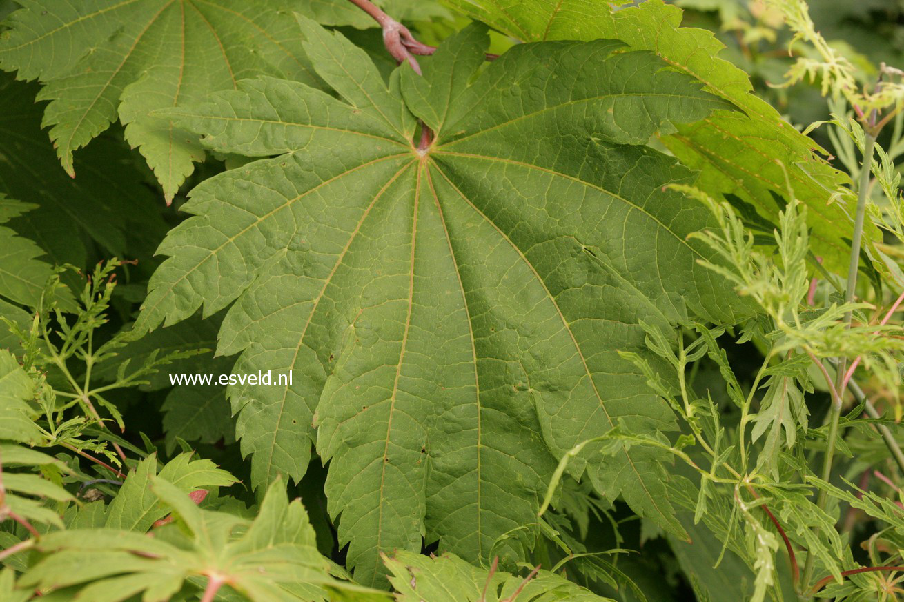 Acer japonicum 'Oh isami'