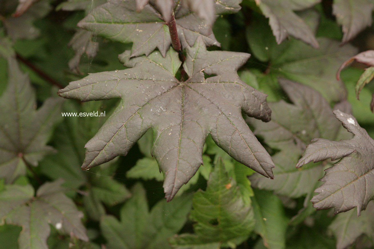 Acer circinatum 'Burgundy Jewel'