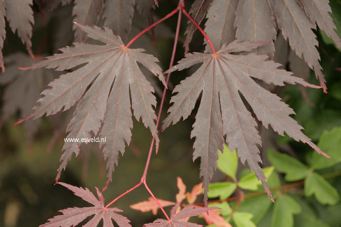 Acer shirasawanum 'Yasemin'