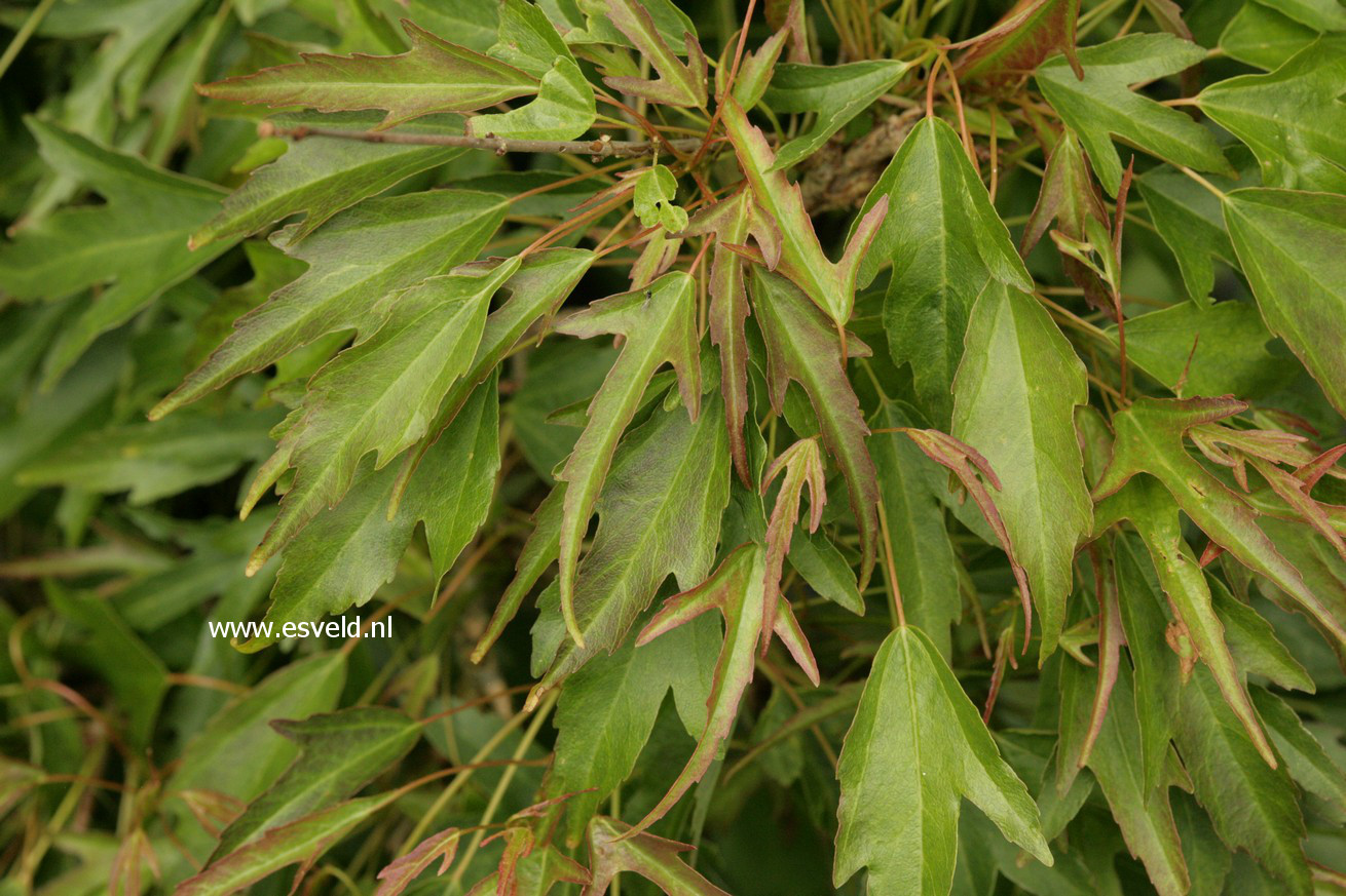 Acer buergerianum 'Mino yatsubusa'