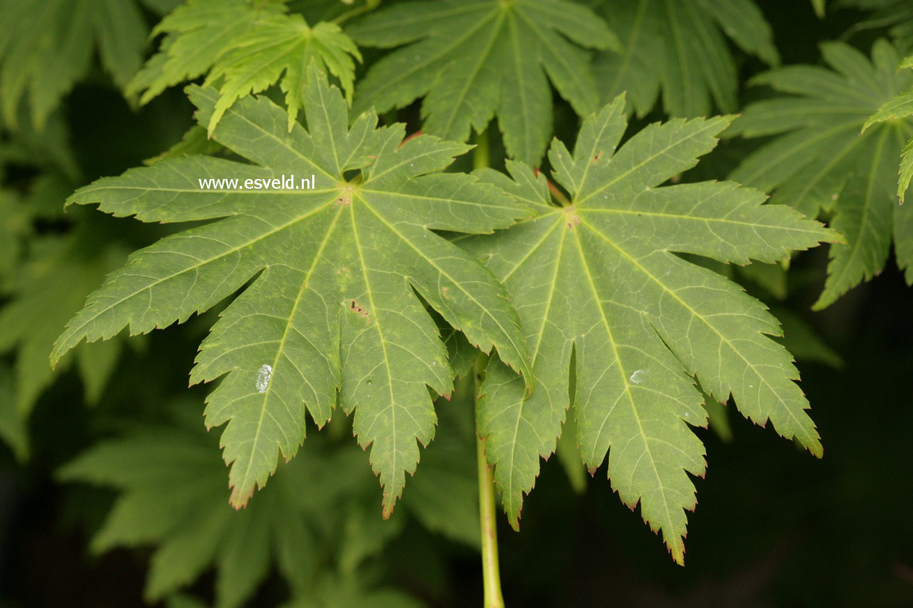 Acer shirasawanum 'Tenuifolium'