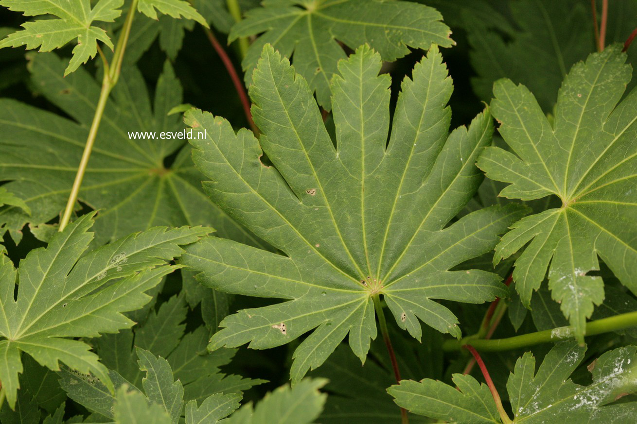 Acer shirasawanum 'Tenuifolium'