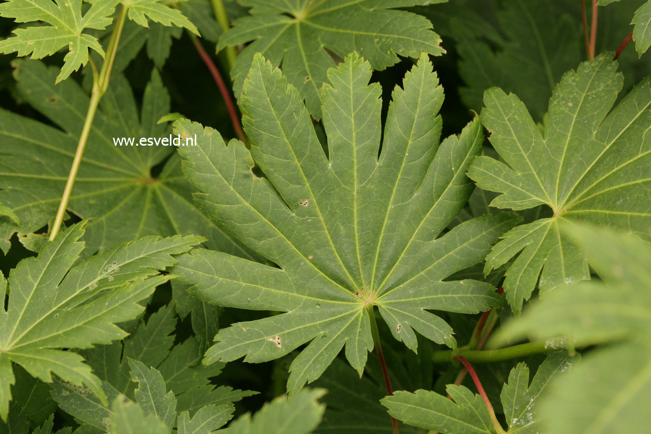 Acer shirasawanum 'Tenuifolium'