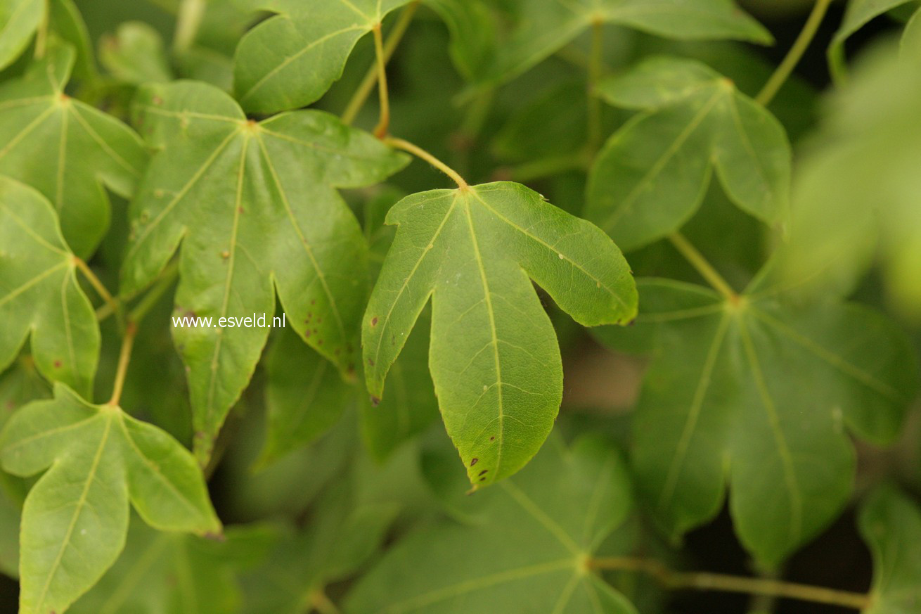 Acer pauciflorum