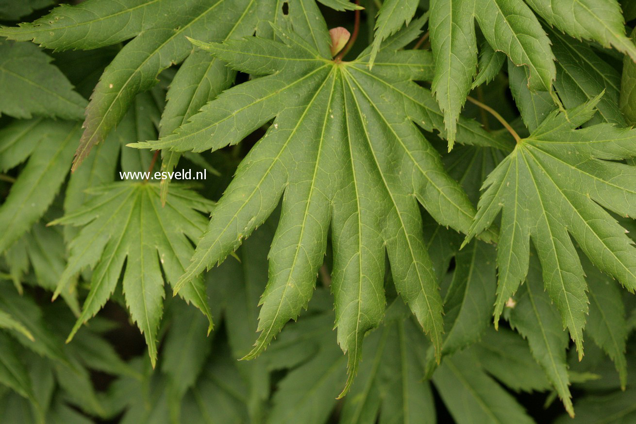 Acer japonicum 'Kalmthout'