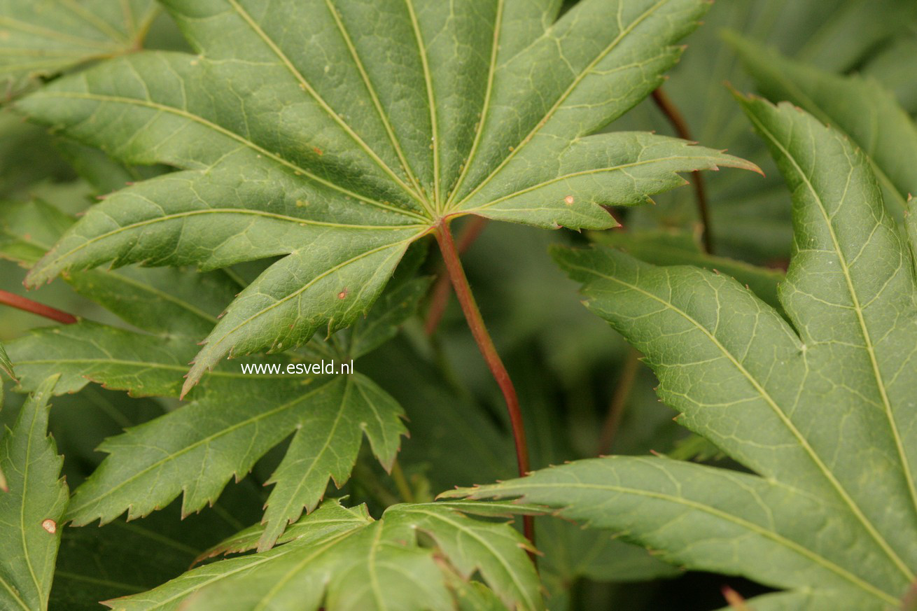 Acer japonicum 'Kalmthout'