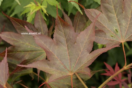 Acer palmatum 'Taimin nishiki'