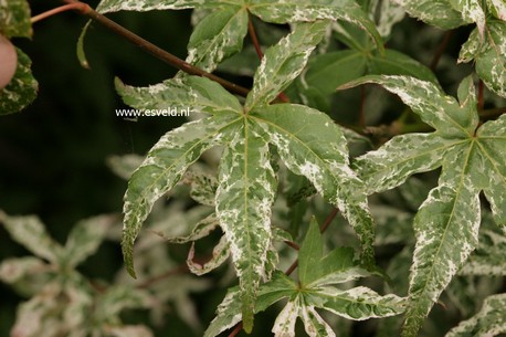 Acer palmatum 'Uki gumo'