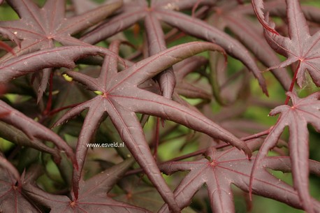 Acer palmatum 'Peve Starfish'