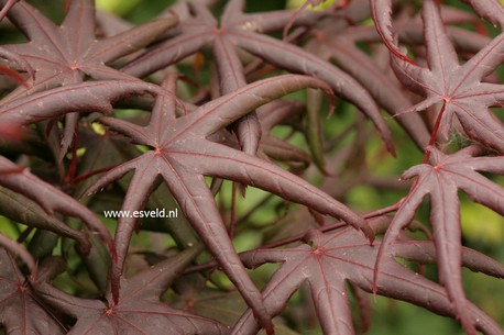 Acer palmatum 'Peve Starfish'