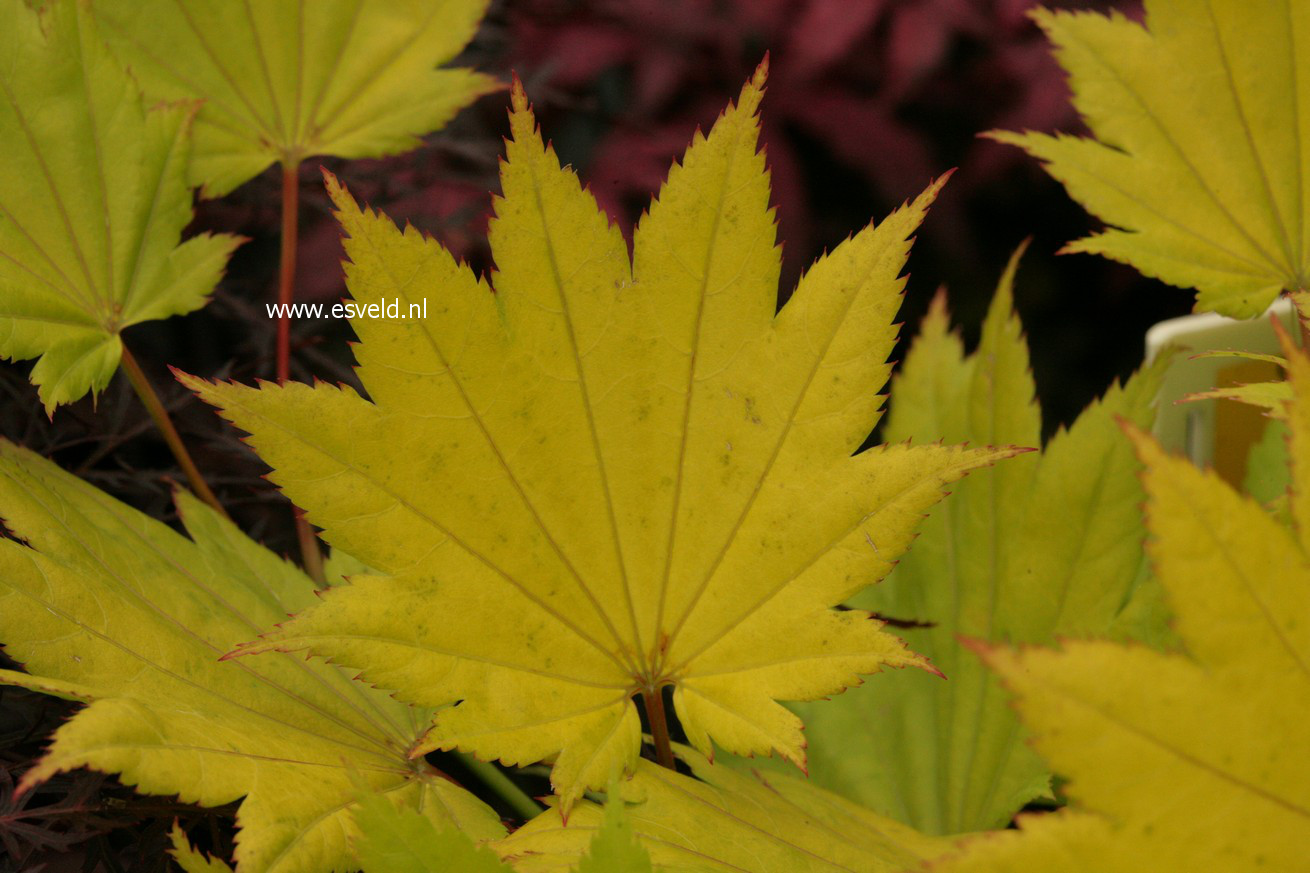 Acer shirasawanum 'Sonya Marie'