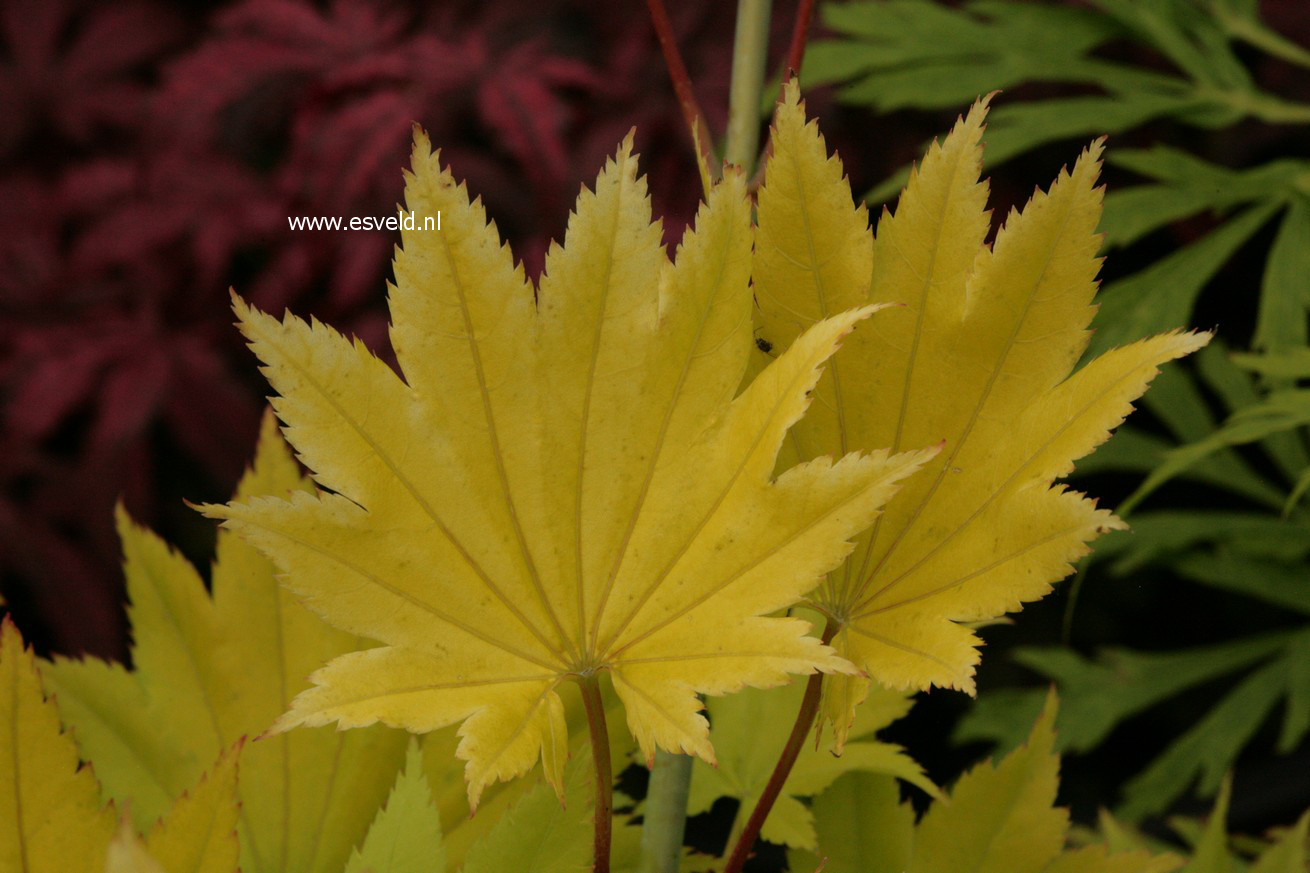 Acer shirasawanum 'Sonya Marie'
