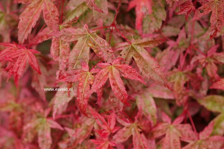 Acer palmatum 'Seigen'