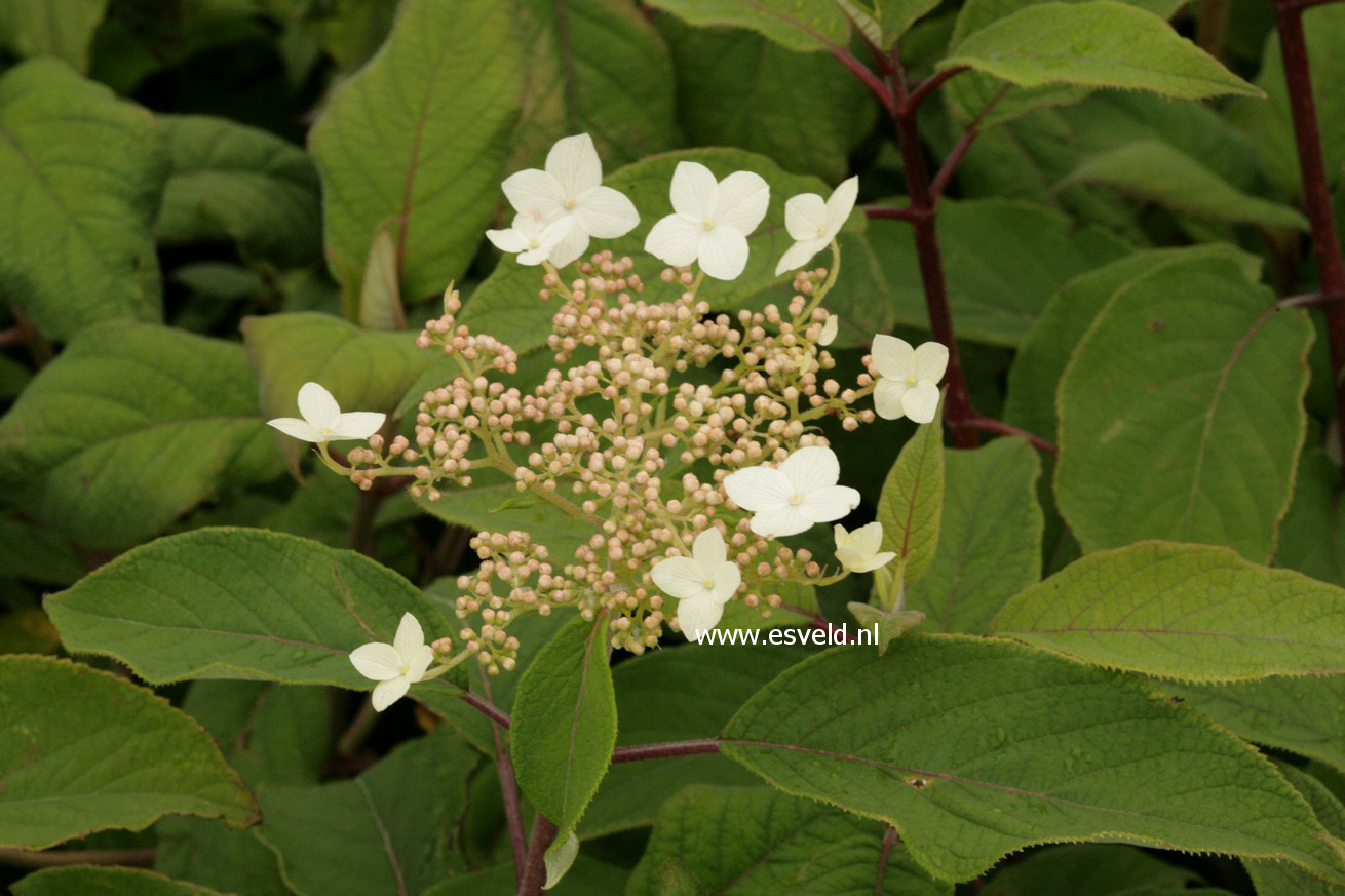 Hydrangea heteromalla 'Krista'