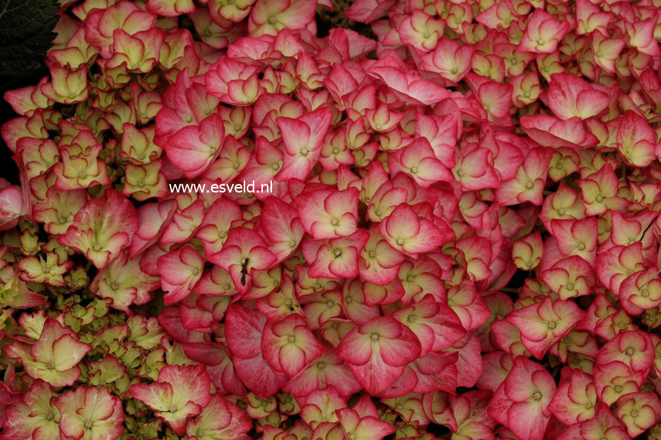 Hydrangea macrophylla 'Adula'