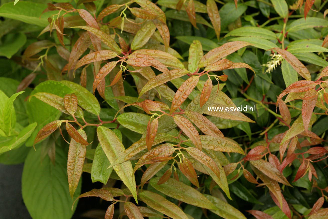 Leucothoe keiskei 'Royal Ruby'