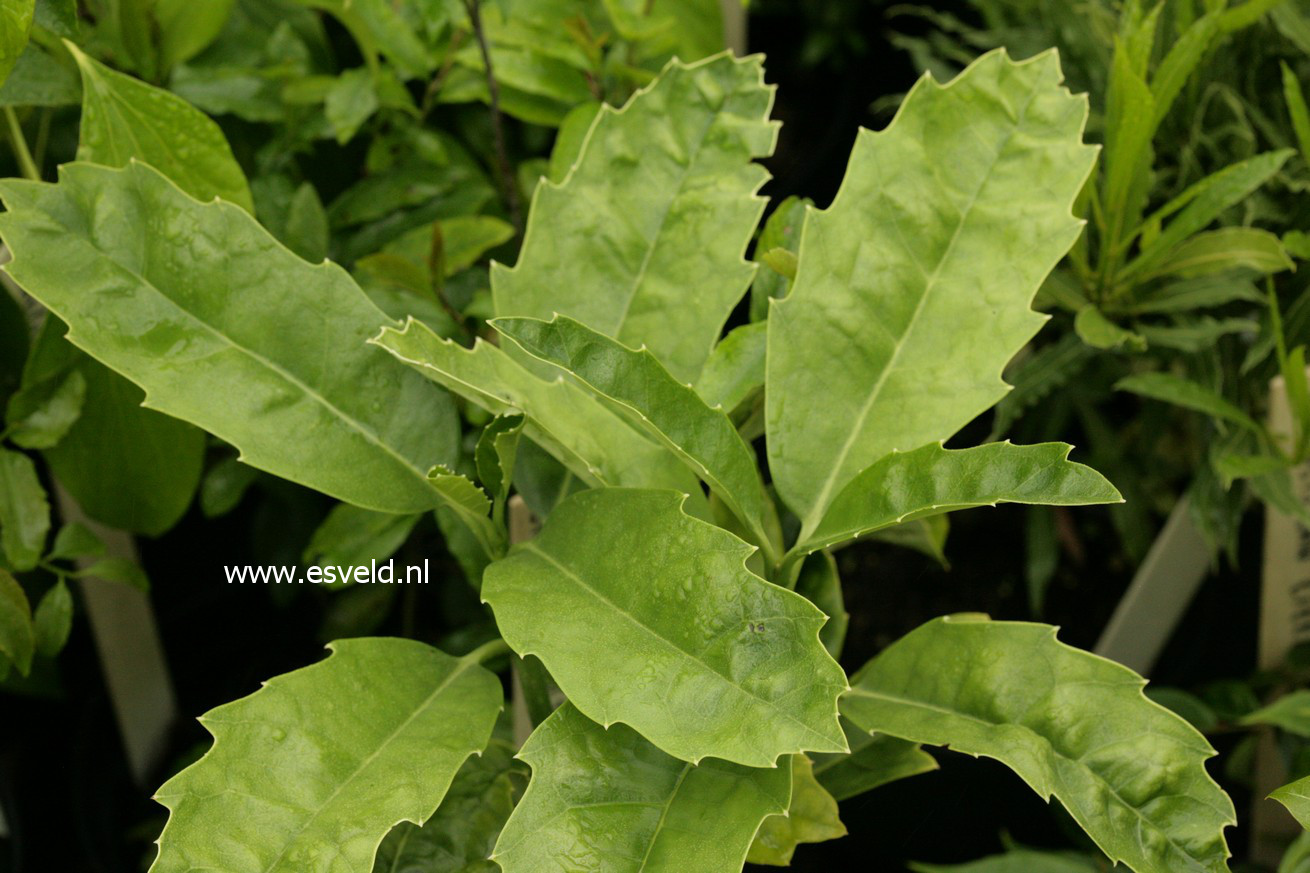 Aucuba omeiensis