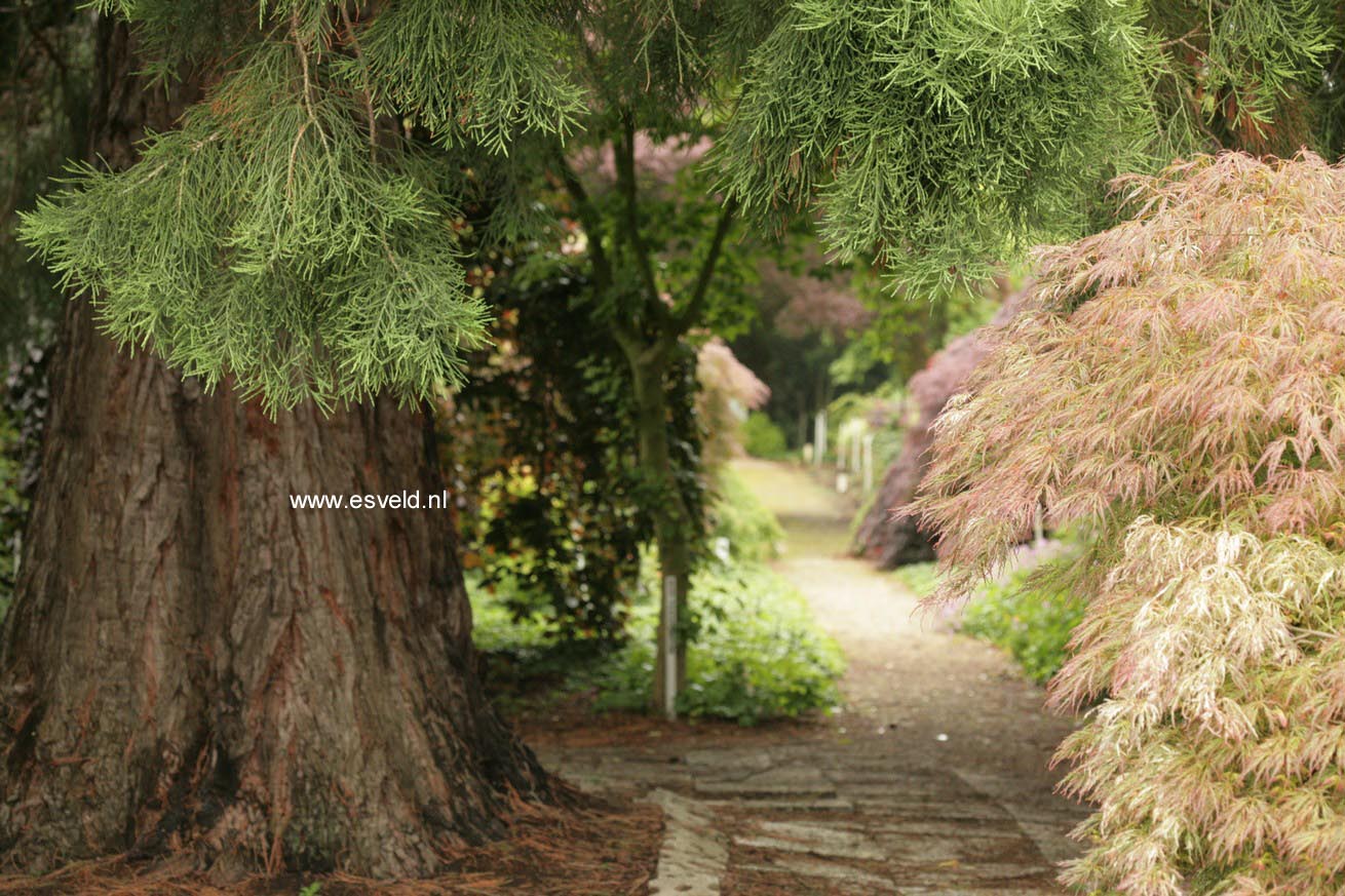 Sequoiadendron giganteum