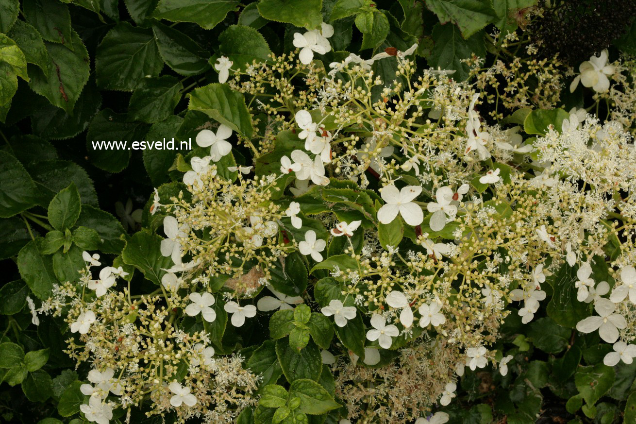 Hydrangea anomala 'Tiliifolia'