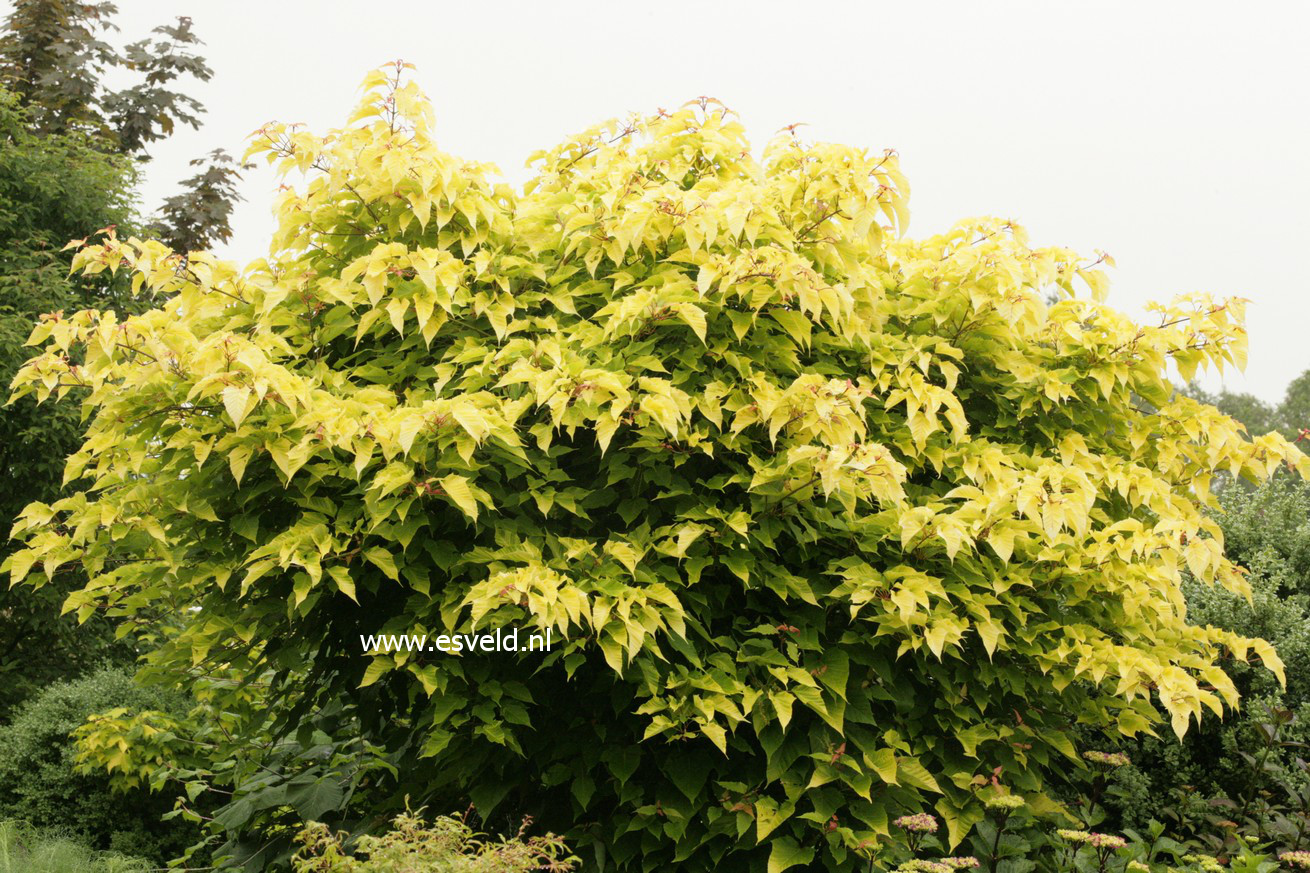 Acer capillipes 'Honeydew'