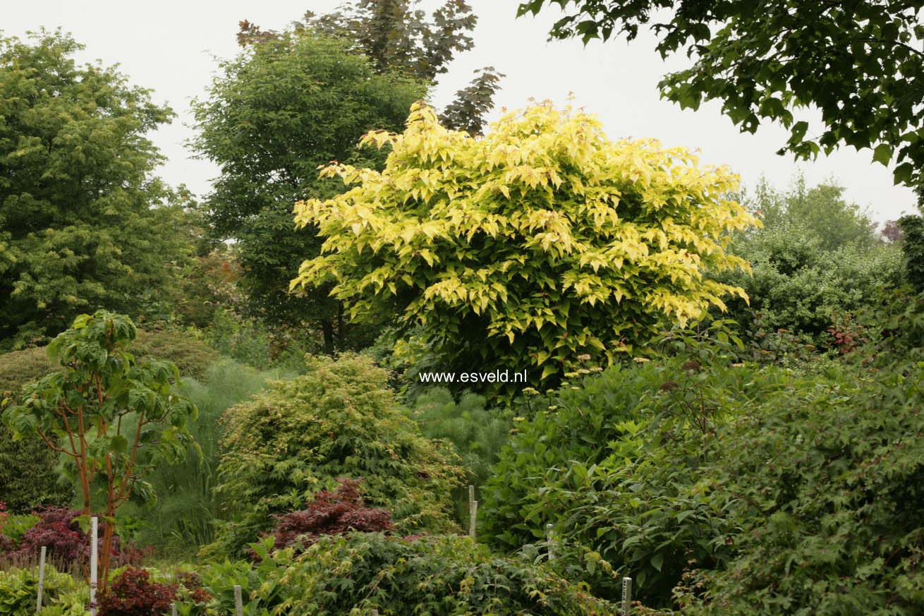 Acer capillipes 'Honeydew'