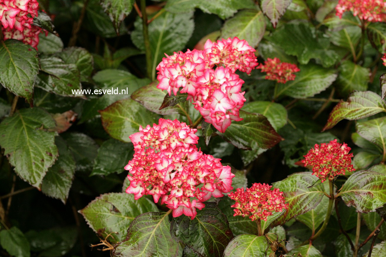 Hydrangea macrophylla 'Mirai'