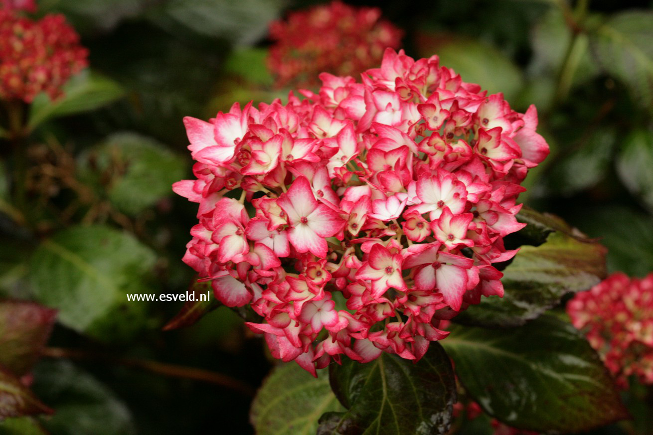 Hydrangea macrophylla 'Mirai'