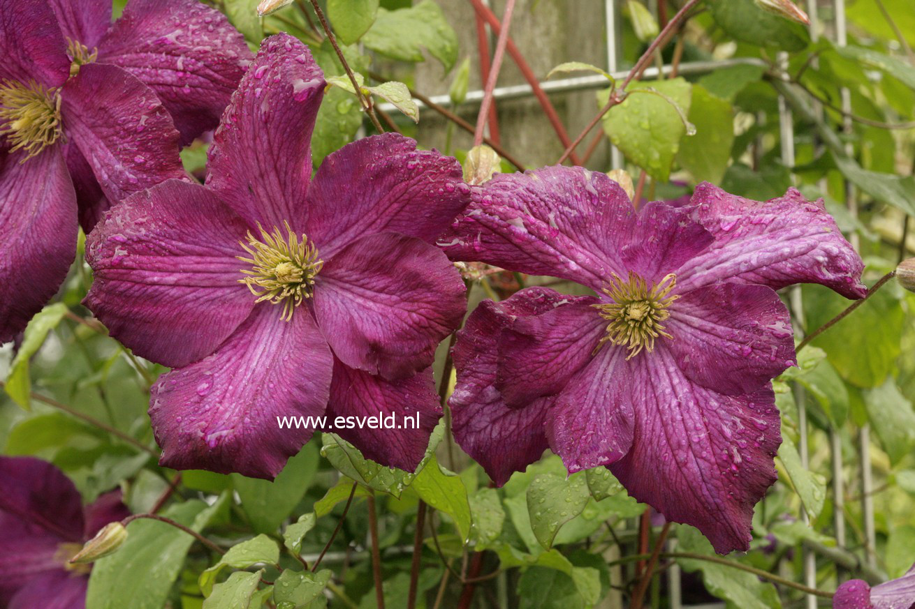 Clematis 'Zojapur' (JACKMANII PURPUREA)