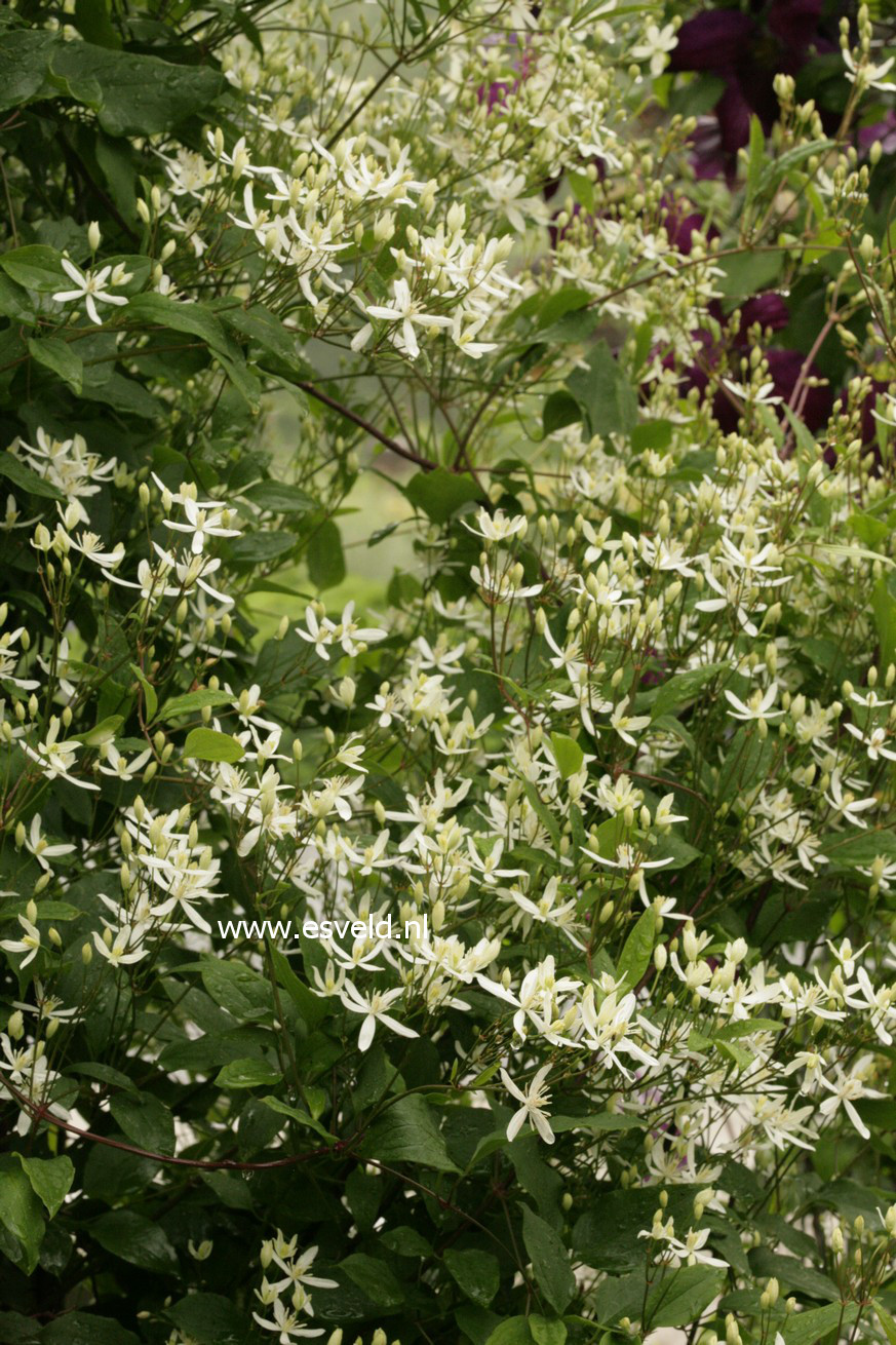 Clematis mandschurica