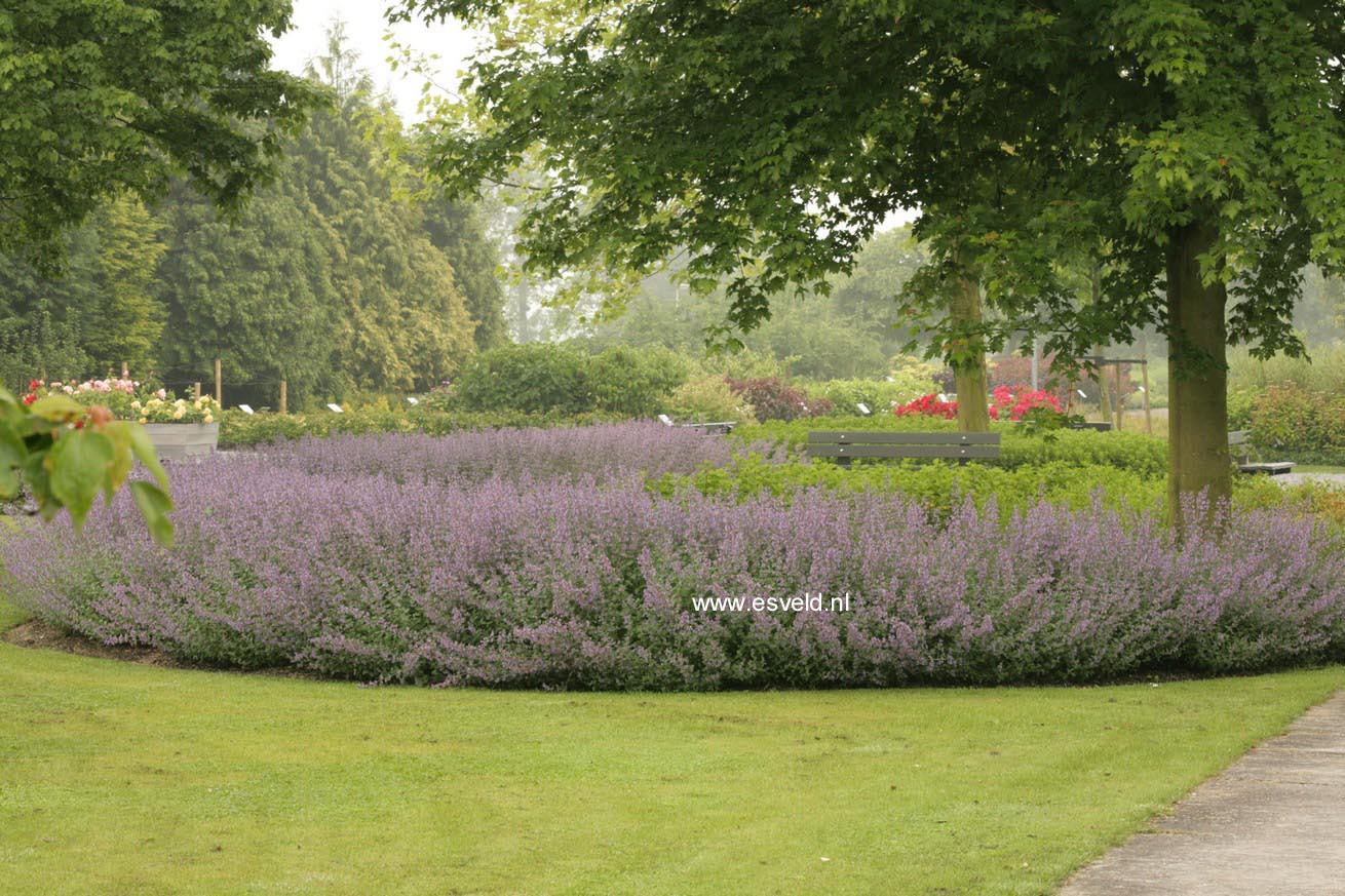 Nepeta racemosa 'Grog'
