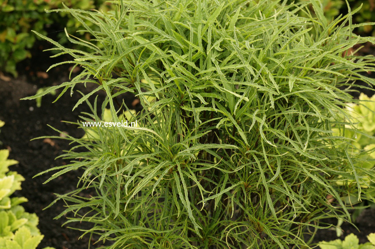 Frangula alnus 'Fine Line'