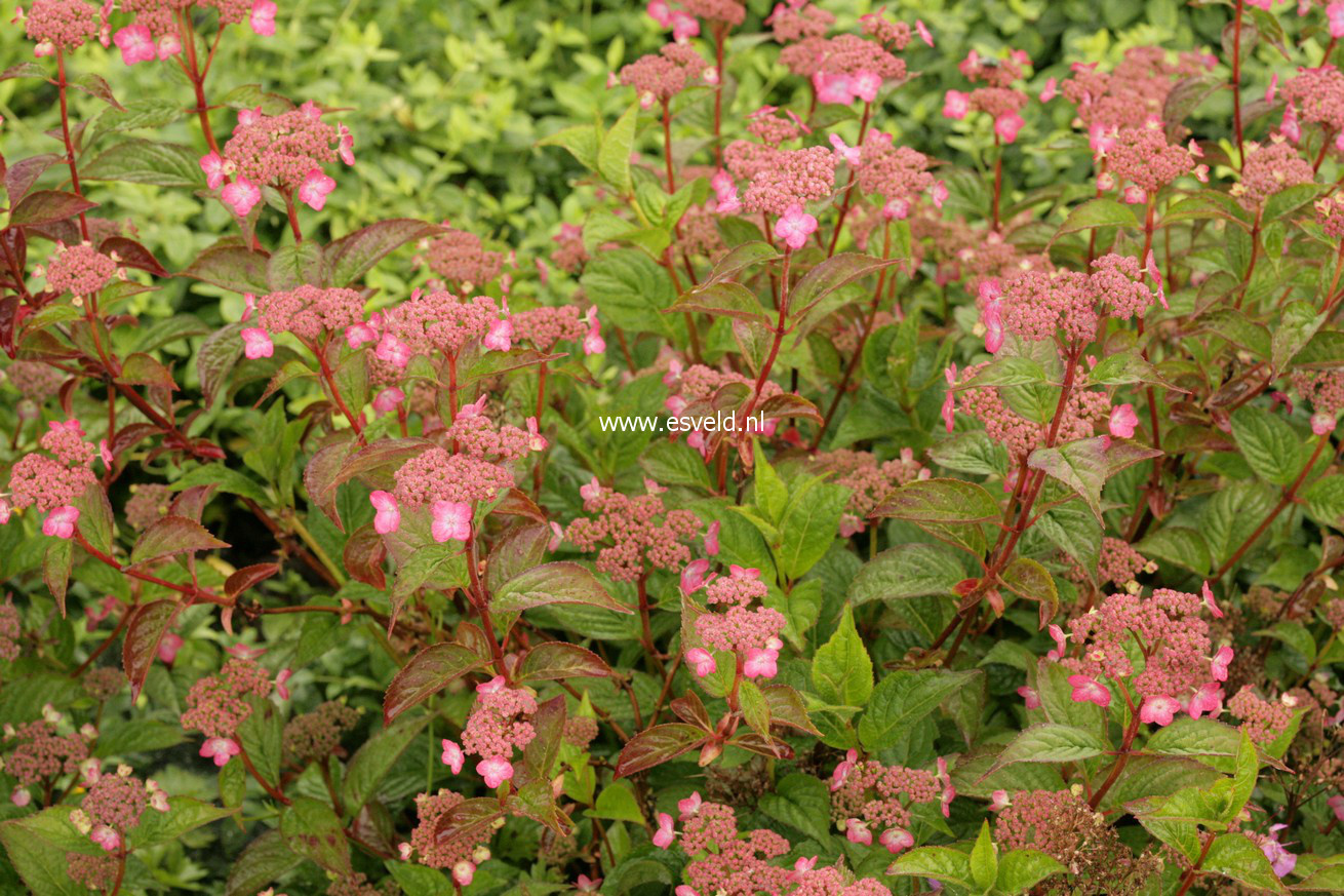 Hydrangea serrata 'Mont Aso'