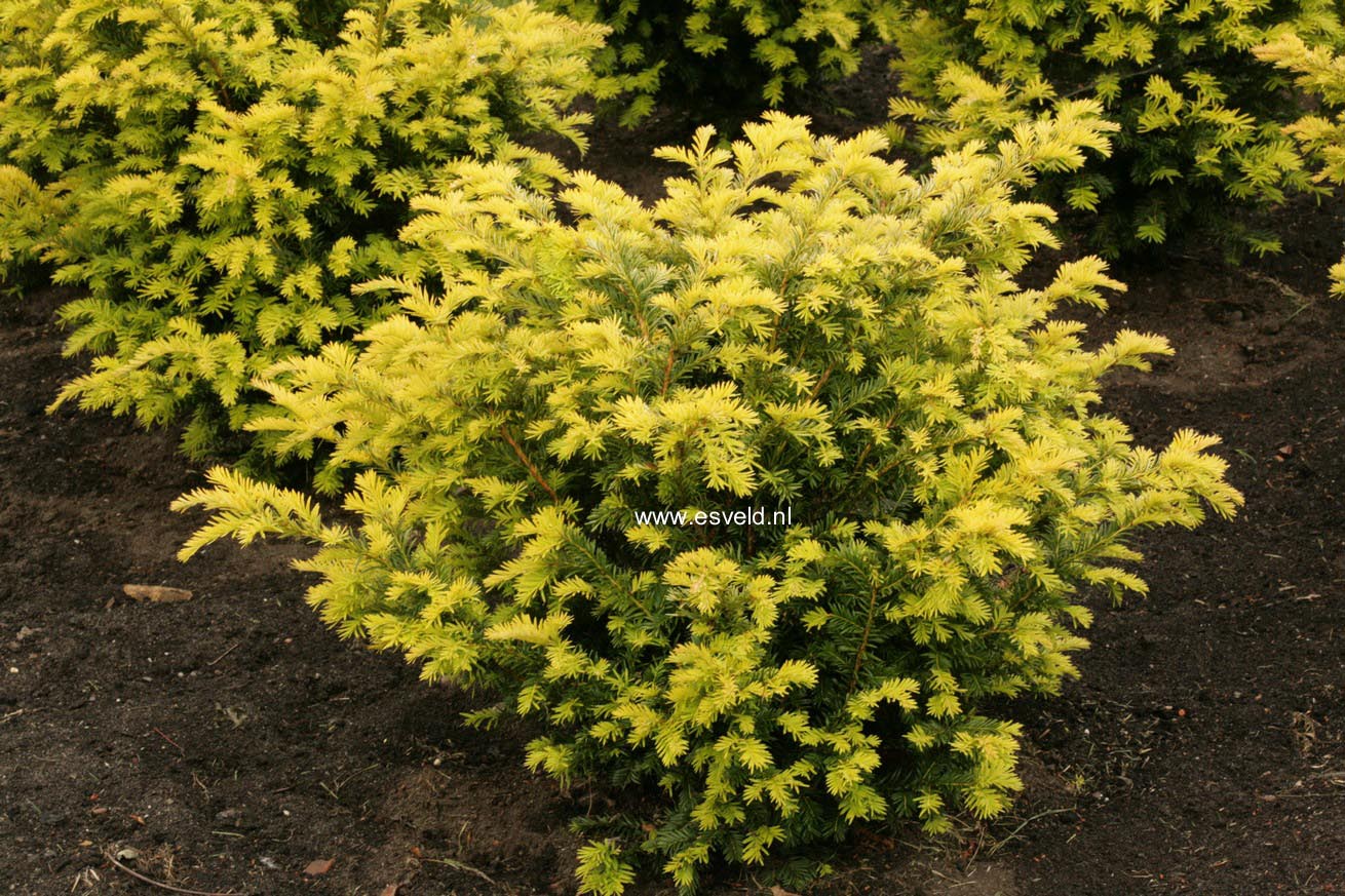 Taxus baccata 'Golden Carol'