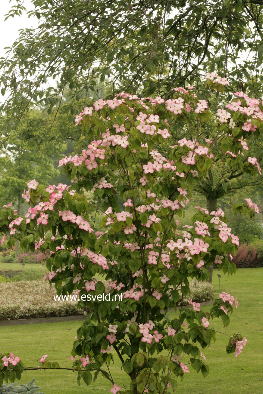 Cornus kousa 'Satomi'