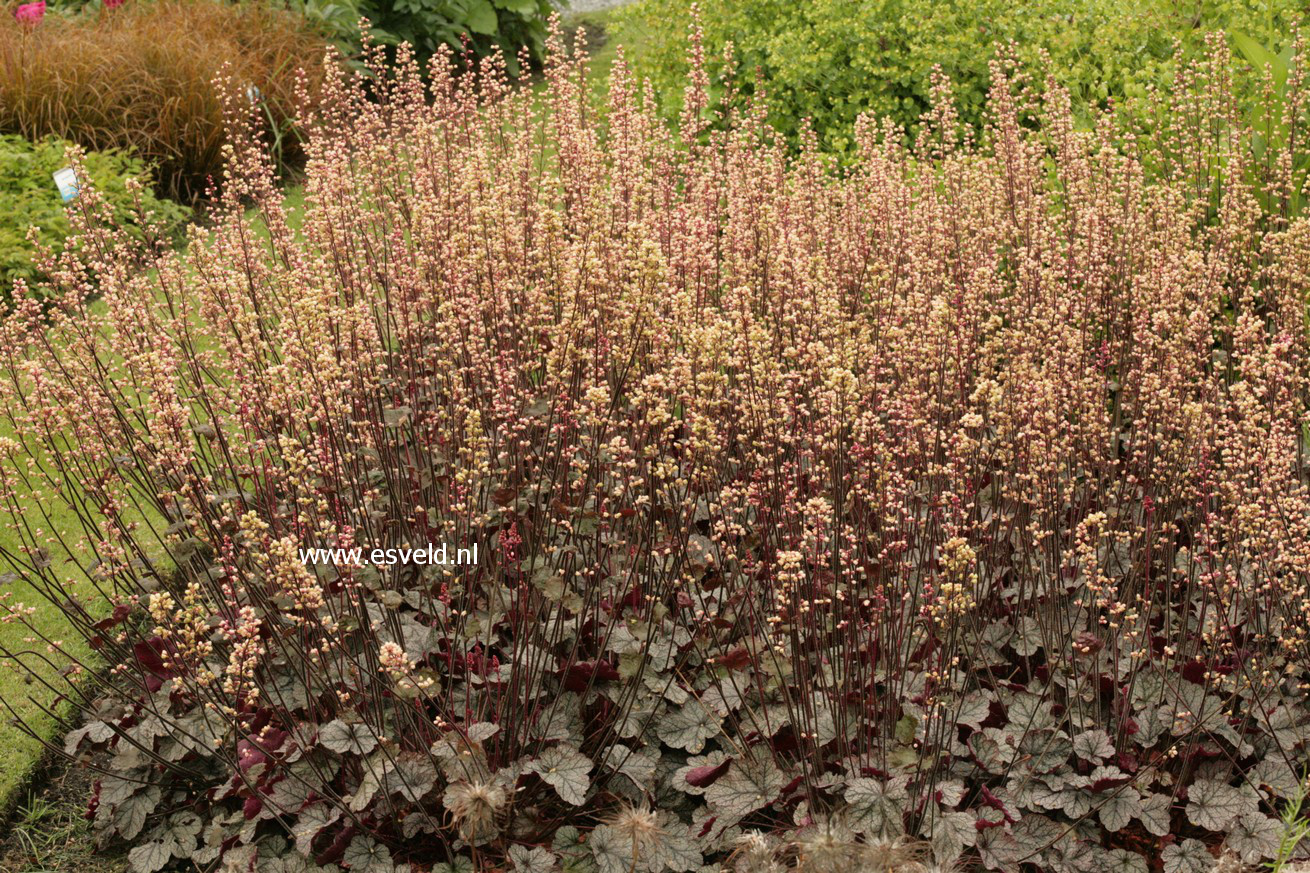 Heuchera 'Silver Scrolls'