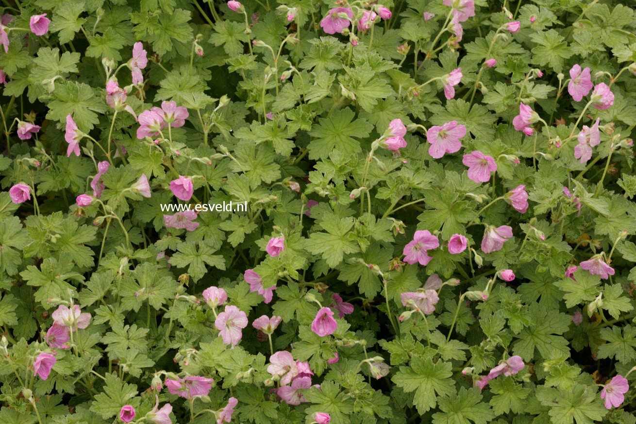 Geranium riversleaianum 'Mavis Simpson'