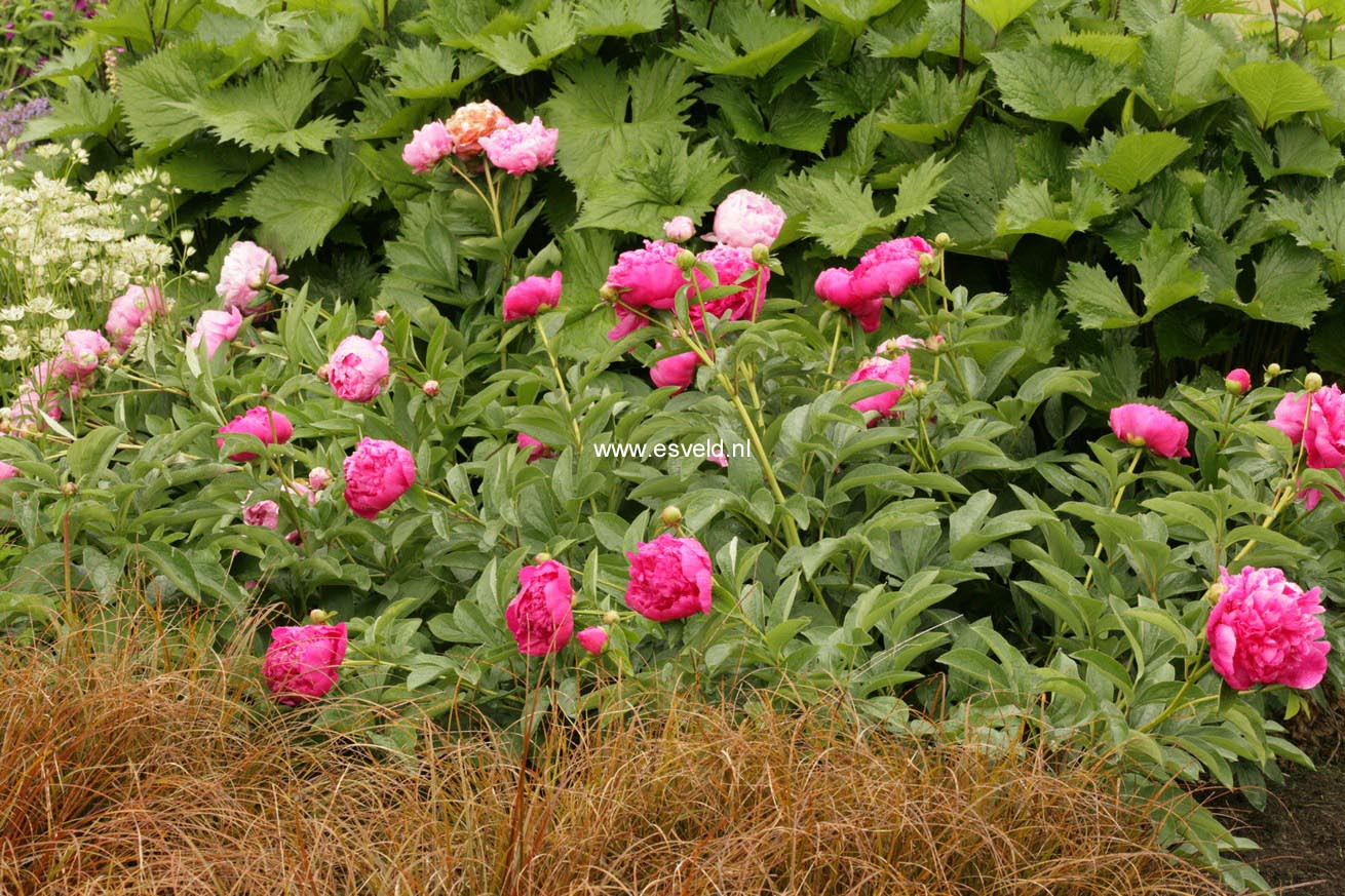 Paeonia 'Alexander Fleming'