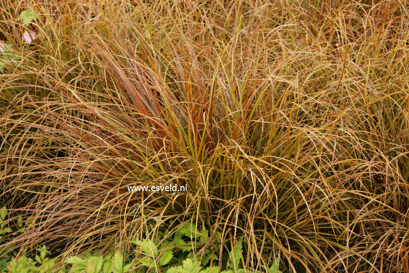 Uncinia uncinata 'Rubra'