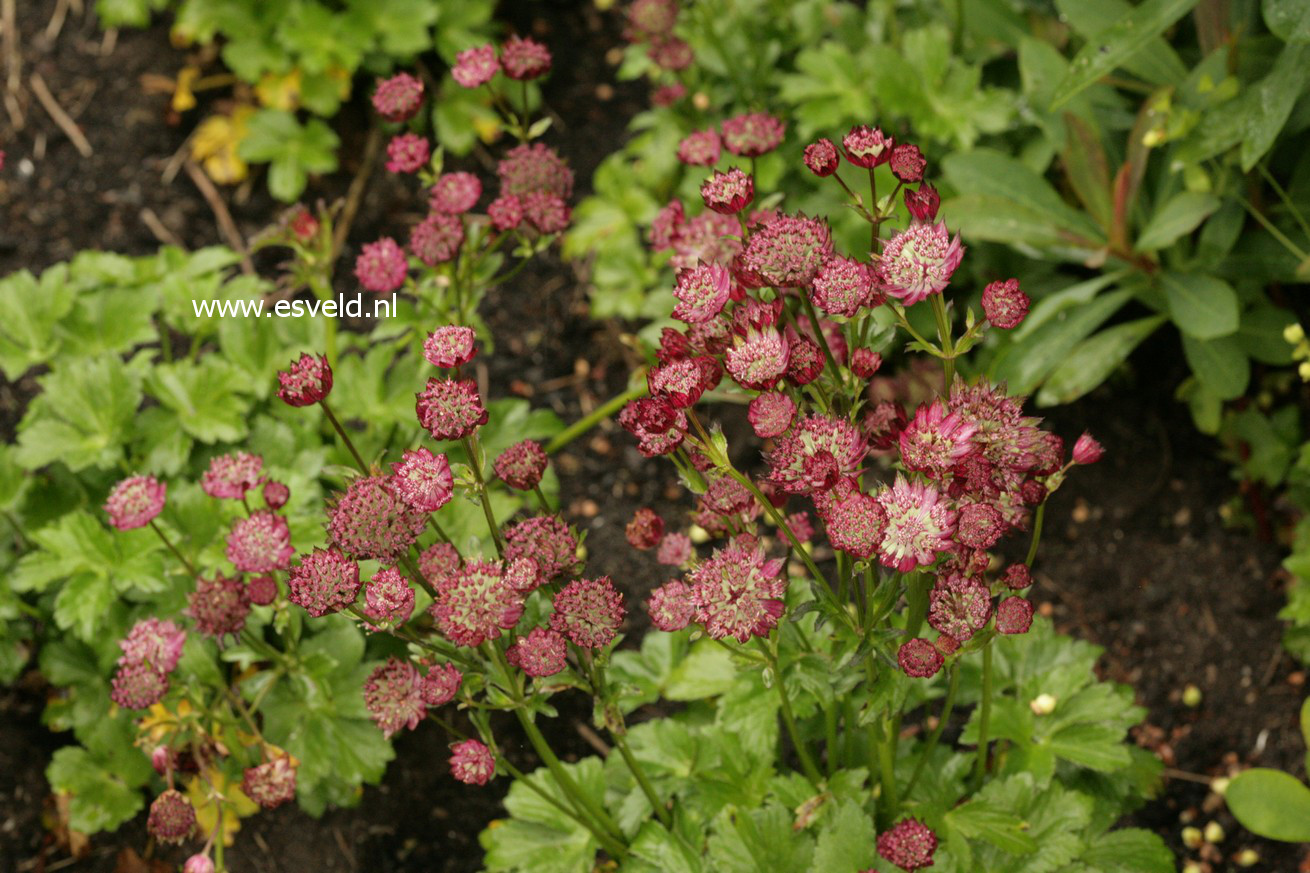 Astrantia major 'Moulin Rouge'