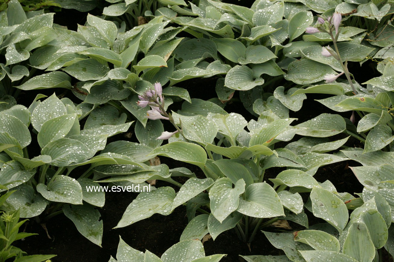 Hosta 'Halcyon'