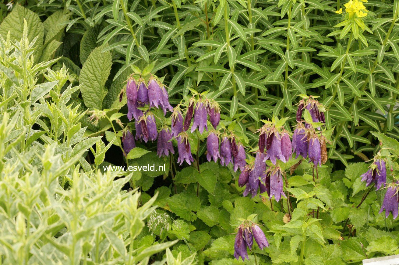 Campanula 'Sarastro'