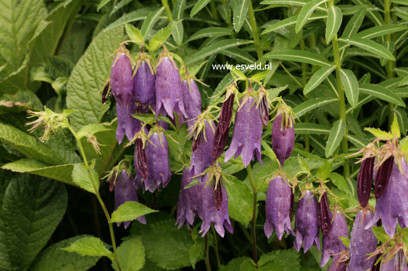 Campanula 'Sarastro'