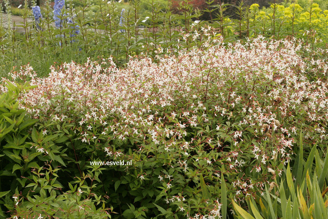 Gillenia trifoliata