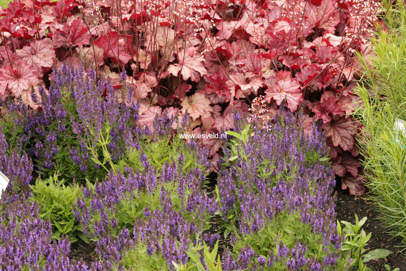 Salvia nemorosa 'Haeumanarc' (MARCUS)