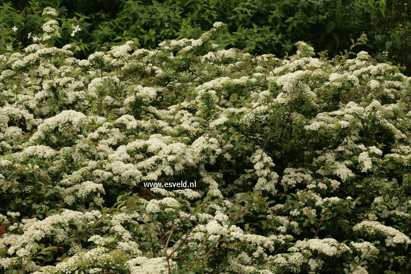 Spiraea nipponica 'Gelspir' (WHITE CARPET)